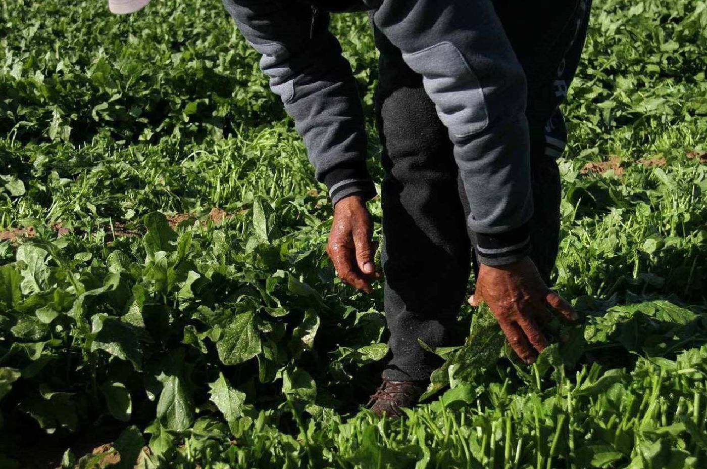 Nasser Sammour with his affected spinach, January 2017, © Photo FSS focal points in Qarara