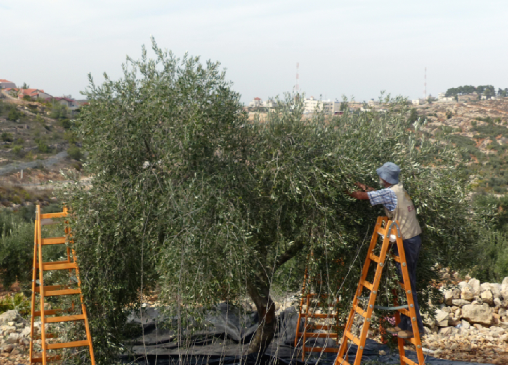 Olive picking event organized by the Humanitarian Country Team, Biddu village (Jerusalem), 23 October 2014. Photo by OCHA