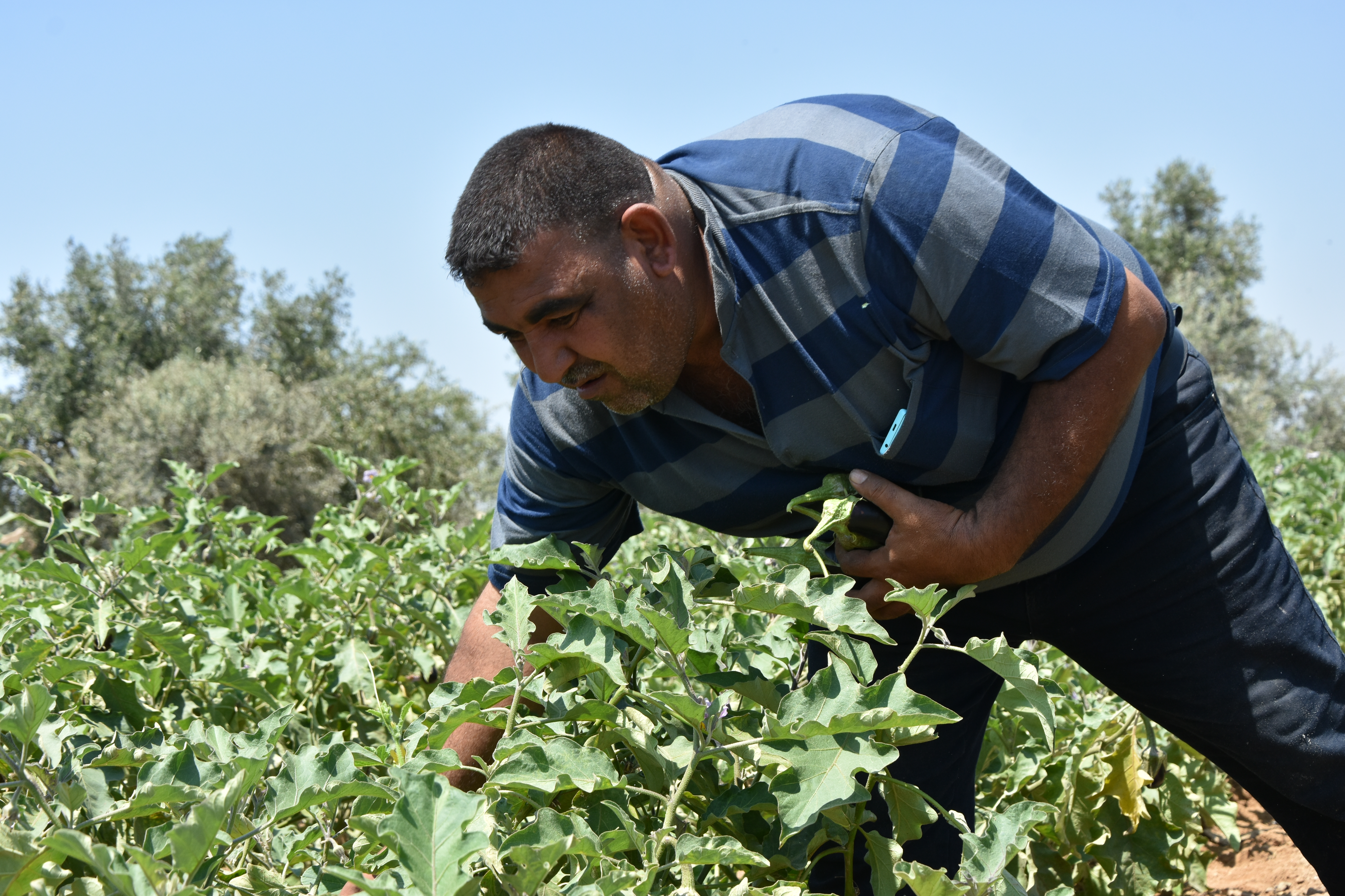 أحمد البدوي يحصد محصول الباذنجان، أيار/مايو 2019. تصوير: اتحاد لجان العمل الزراعي