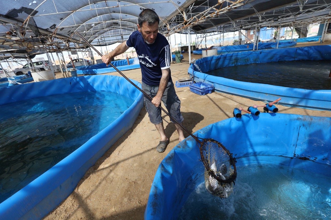 Palestinian farmer working at his fish farm (AL-Bahar) in Gaza City, 20 June, 2019. ©  Photo by FAO/Alaa Bardeneh