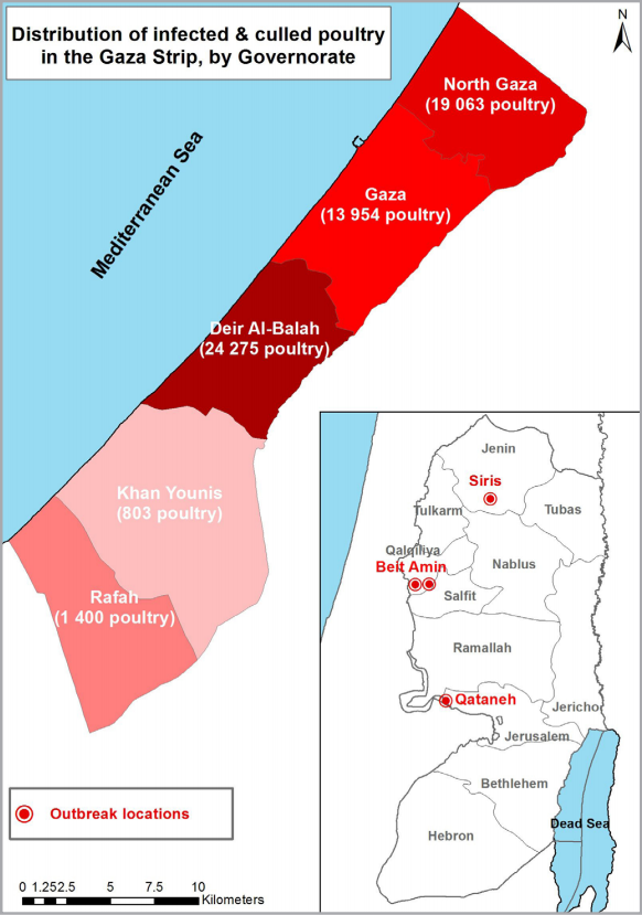 Map: Distribution of infected and culled poultry in the Gaza Strip, by governorate