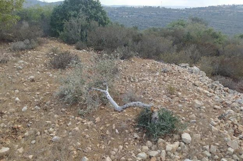 Vandalized olive groves in Al Mazra’a Al Qibliya. According to municipality officials, the damage was perpetrated by Israeli settlers. Photo courtesy of the Al Mazra’a al Qibliya Municipality, October 2021.
