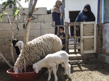 ووداد تتفقدان خرافهما التي تشكل قاعدة مشروعهما.  © - تصوير مكتب الأمم المتحدة لتنسيق الشؤون الإنسانية