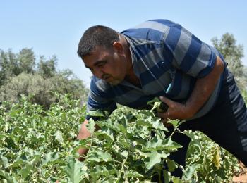Ahmed Badawi harvesting eggplants, May 2019. Photo by UAWC