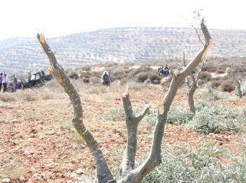 In October 2012, Israeli settlers damaged 140 olive trees belong to Jamil and Rateeb Al Na&#039;san in their land adjacent to Adei Ad. Photo by Mwaffaq Al Na&#039;san, October 2012