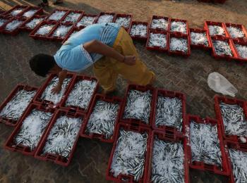 Palestinian fishers hold their fish as they arrive to the fish market in Gaza City, 20 June, 2019. ©  Photo by FAO/Alaa Bardeneh