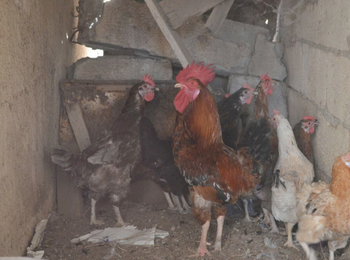 Chickens on a poultry farm in the Gaza Strip. Photo by FAO