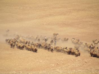 Palestinian man herding his livestock outside of Khirbet ar Ras al Ahmar, Jordan Valley (3 October 2019).  ©  Photo by OCHA