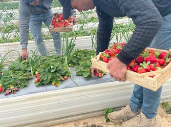 Palestinian farmers harvesting strawberries in Beit Lahia, the Gaza Strip, ahead of their export, 23 February 2023. Photo by OCHA