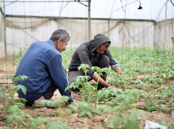 Kareem working in his greenhouse in Az Zawaida, central Gaza Strip on 30 November 2025. Photo by PUI 