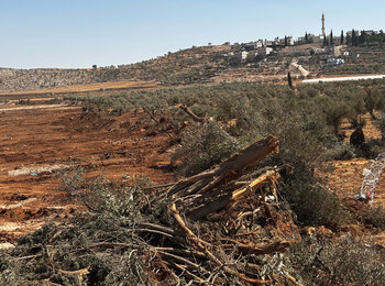 Land levelling and uprooting of trees in Al Mughayyir village, in Ramallah governorate, during a four-day Israeli operation between 21 and 24 August 2025. Photo by OCHA.