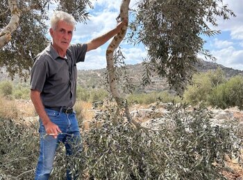 A Palestinian from Kafr Qaddum standing in his grove, which was vandalized by Israeli settlers. "The olives were ready, the groves abundant, now they're gone," he said. Photo By OCHA