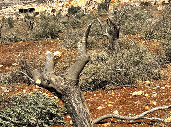 Olive trees cut and vandalized by Israeli settlers on 11 October 2025 in Al Mughayyir village, in Ramallah governorate. Photo by OCHA 