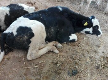 Infected cows in Gaza debilitated by FMD, March 2017 © Photo by FAO.