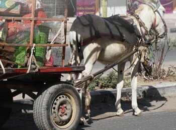 Municipal worker using donkey cart for rubbish collection in Gaza, October 2016.