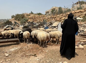 A Palestinian herding sheep after Israeli forces demolished animal shelters on 11 August 2025 in the South ’Anata Bedouin community, near the area designated for the E1 settlement plan. Photo by OCHA