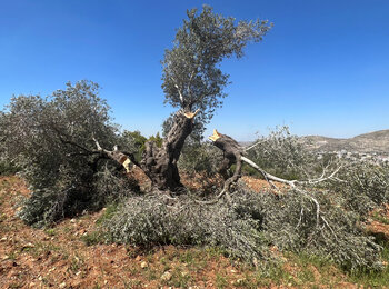 עץ זית שהושחת על ידי מתנחלים בכפר הפלסטיני קריות, נפת שכם, אפריל 2023. צילום: משרד האו"ם לתיאום עניינים הומניטריים