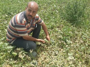 طارق العمور يظهر منتوجاته الزراعية المتدنية الجودة. آب/أغسطس. صورة التقتت من قبل قطاع الأمن الغذائي.