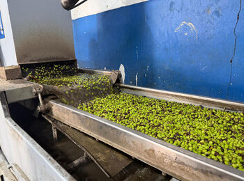 Fresh olives undergo washing at an olive mill in the Arraba village, Jenin governorate, before being processed for oil extraction, 22 October 2026. Photo by OCHA 
