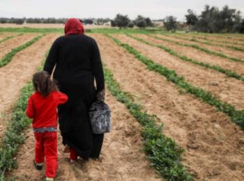 Woman in her peas field on her land in Shokat as Sufi, Gaza Strip. Photo by Wissam Sameer Mahmoud Nassar for ACTED oPt, September 2017