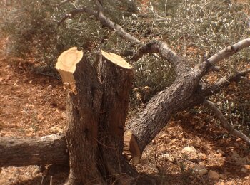 More than 60 trees were cut down by settlers of Tappuah in Yassuf village, Salft Governorate. September 2014. Photo by OCHA