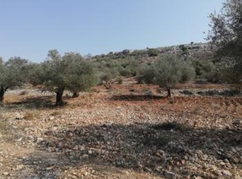 Mustafa’s land After the rehabilitation