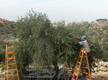 Olive picking event organized by the Humanitarian Country Team, Biddu village (Jerusalem), 23 October 2014. Photo by OCHA