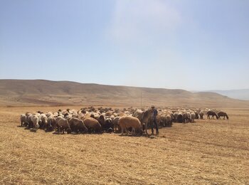 Residents of Humsa al Baqi’a herding their livestock next to the community. Photo by OCHA