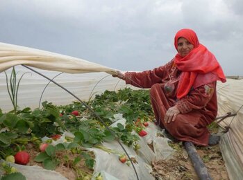 Strawberry crops, northern Gaza, February 2016. Photo by WHO