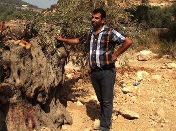 עצים שנעקרו בהקשר של בניית גדר ההפרדה באזור בית לחם. צילום: משרד האו״ם לתיאום עניינים הומניטריים