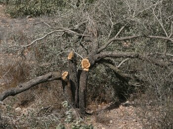 Trees uprooted in the context of Barrier construction in Bethlehem area. Photo by OCHA