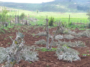 Trees vandalized by Israeli settlers in Turmus’ayya village (Ramallah) on 3 March 2013. Photo by OCHA