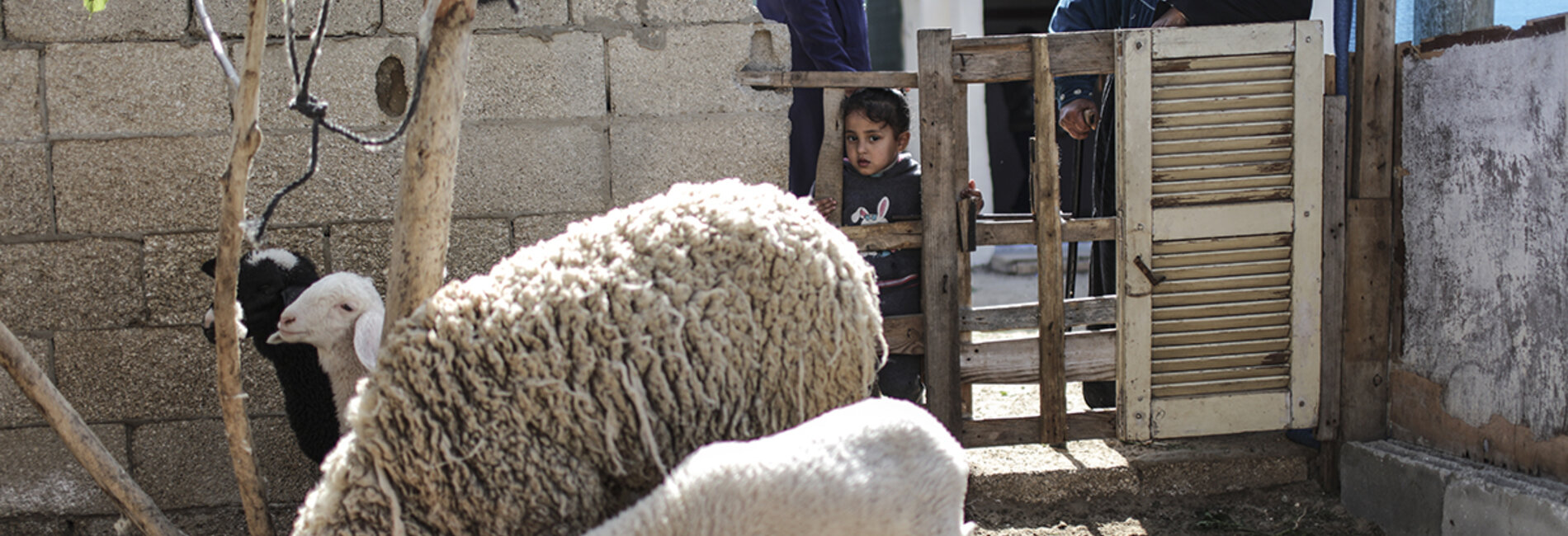 Asbita and Wedad checking on their sheep which are the base of their business. © Photo by OCHA