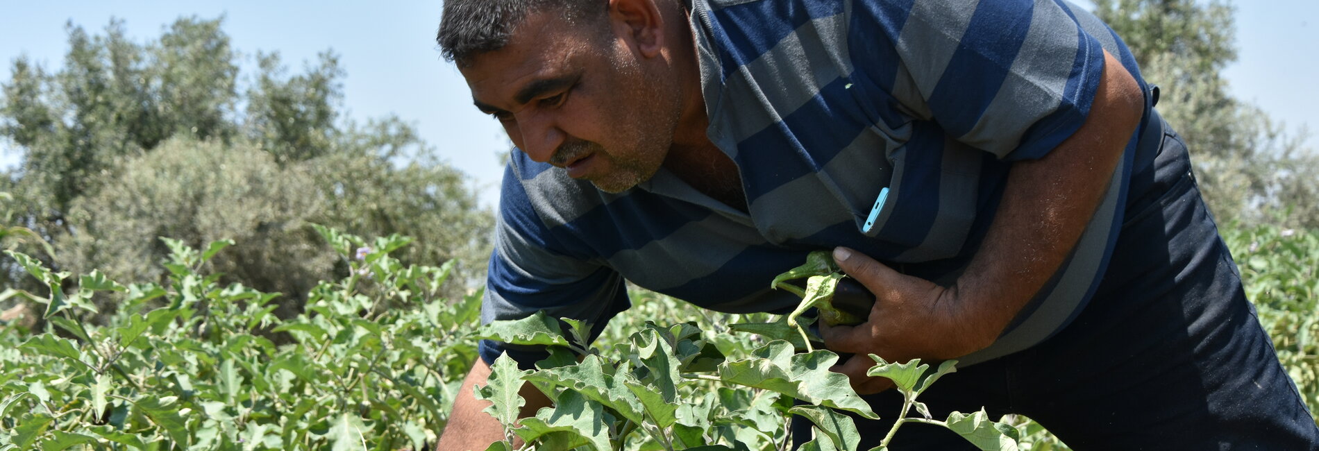 Ahmed Badawi harvesting eggplants, May 2019. Photo by UAWC