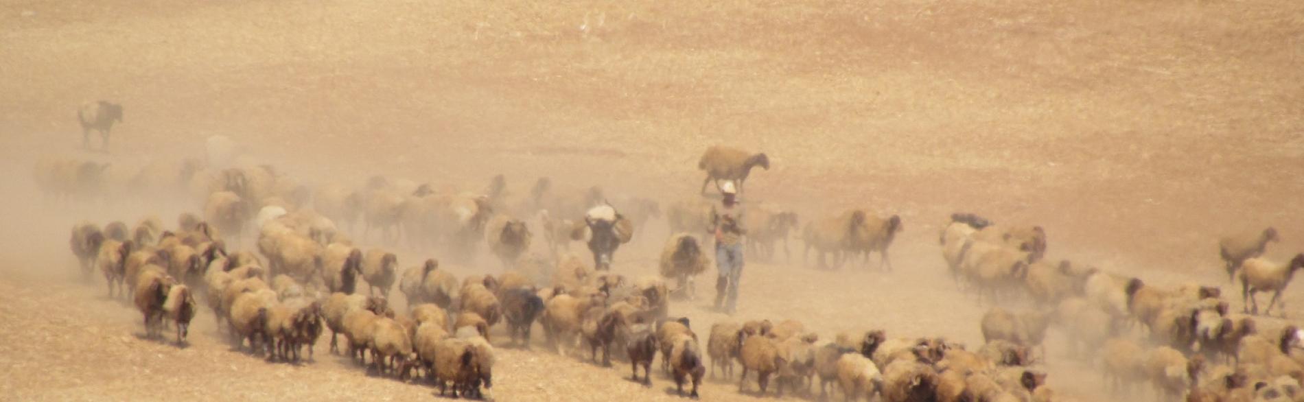 Palestinian man herding his livestock outside of Khirbet ar Ras al Ahmar, Jordan Valley (3 October 2019).  ©  Photo by OCHA