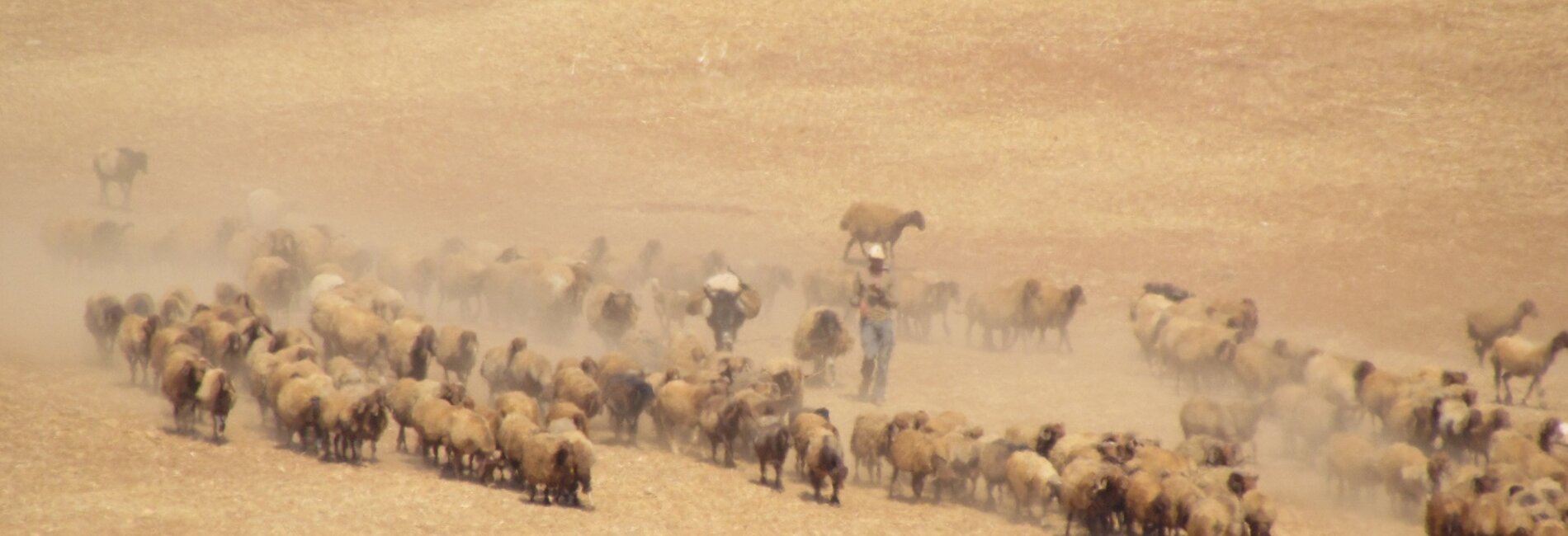 Palestinian man herding his livestock outside of Khirbet ar Ras al Ahmar, Jordan Valley (3 October 2019).  ©  Photo by OCHA