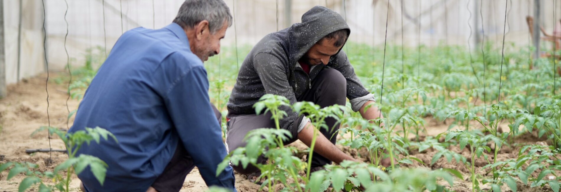 Kareem working in his greenhouse in Az Zawaida, central Gaza Strip on 30 November 2025. Photo by PUI 