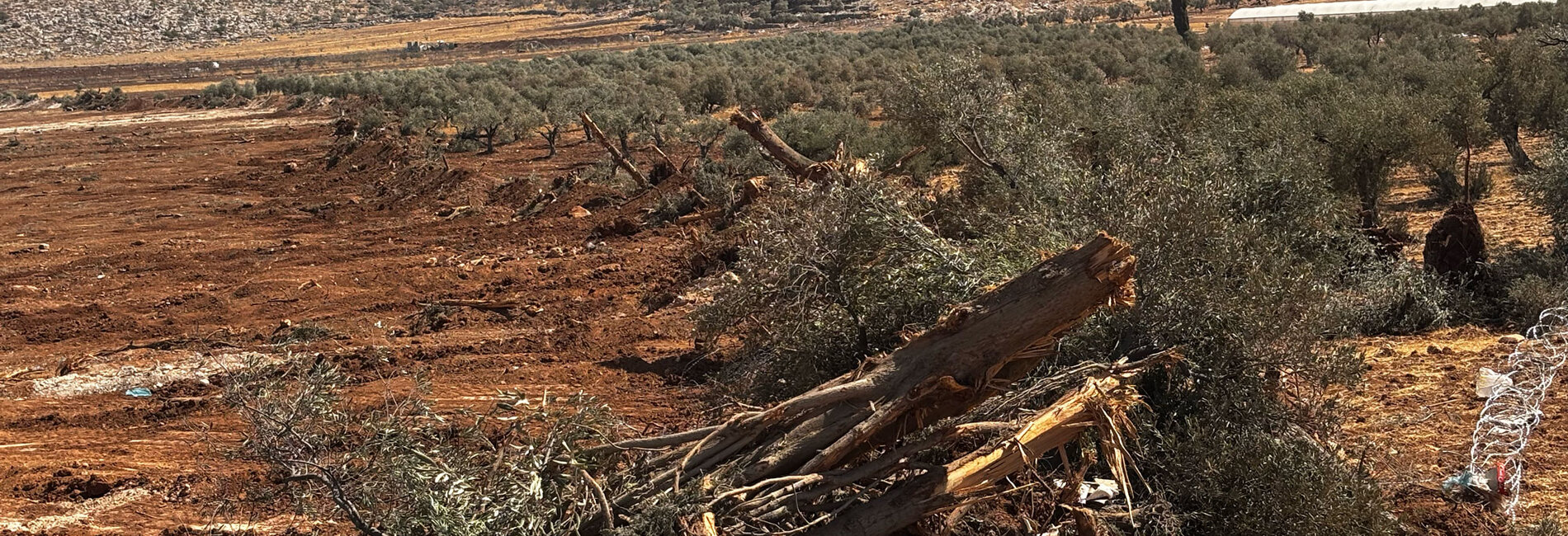 Land levelling and uprooting of trees in Al Mughayyir village, in Ramallah governorate, during a four-day Israeli operation between 21 and 24 August 2025. Photo by OCHA.