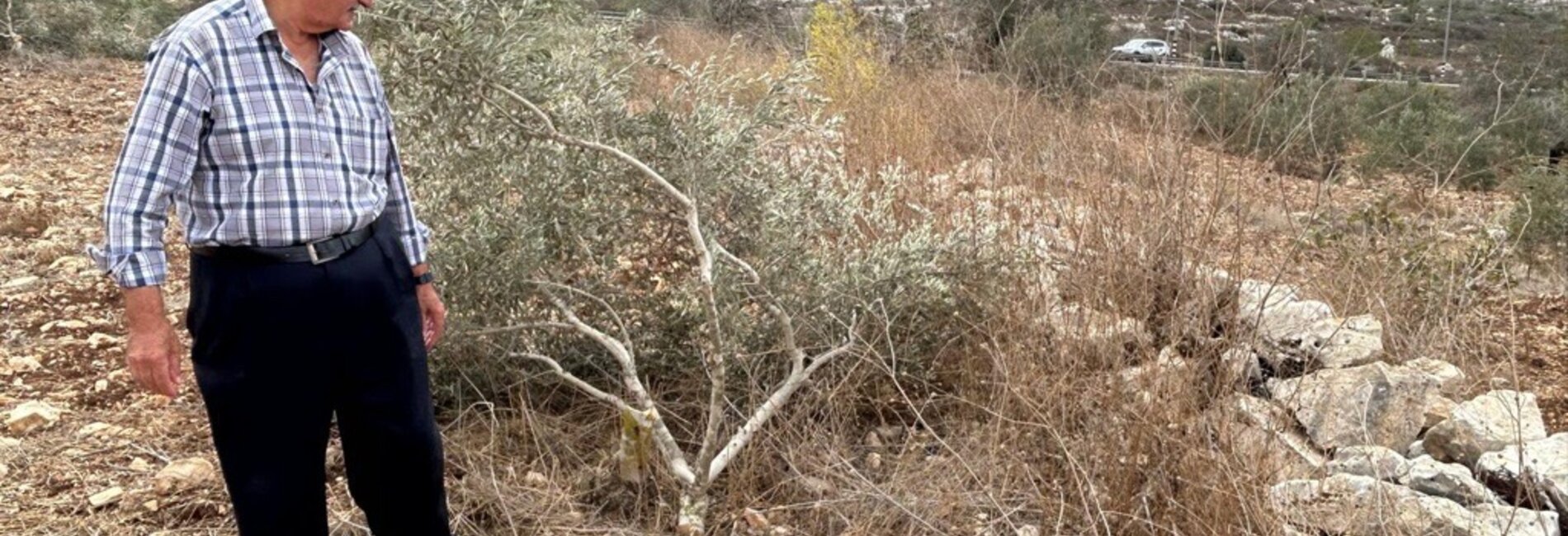 A Palestinian farmer next to an olive tree cut by Israeli settlers in Jinsafut, in the northern West Bank. Photo by OCHA 