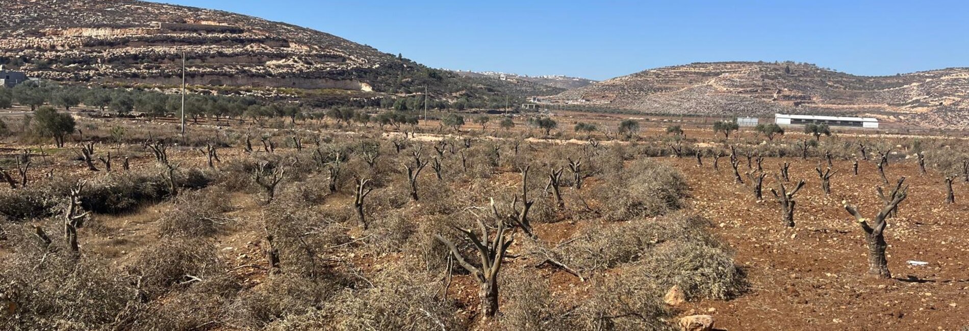 מטע זיתים שניזוק ליד מור'ייר, אוקטובר 2025. צילום: משרד האו״ם לתיאום עניינים הומניטריים