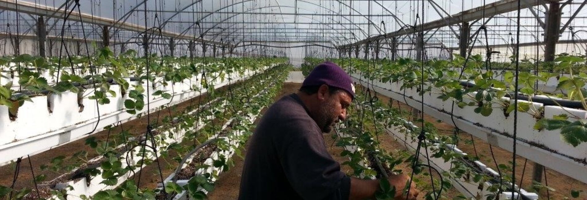 A farmer tends his hanging strawberries in Beit Lahiya, Gaza Strip. © FAO/Masoud Keshta.