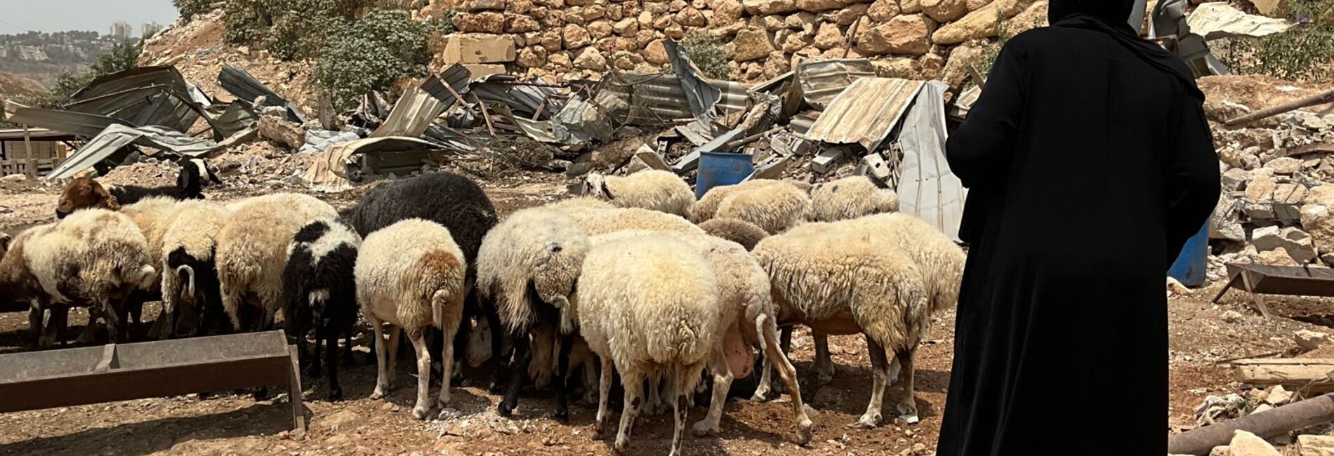 A Palestinian herding sheep after Israeli forces demolished animal shelters on 11 August 2025 in the South ’Anata Bedouin community, near the area designated for the E1 settlement plan. Photo by OCHA