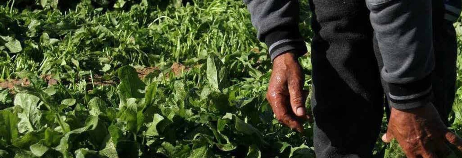 Nasser Sammour with his affected spinach, January 2017. © Photo FSS focal points in Qarara