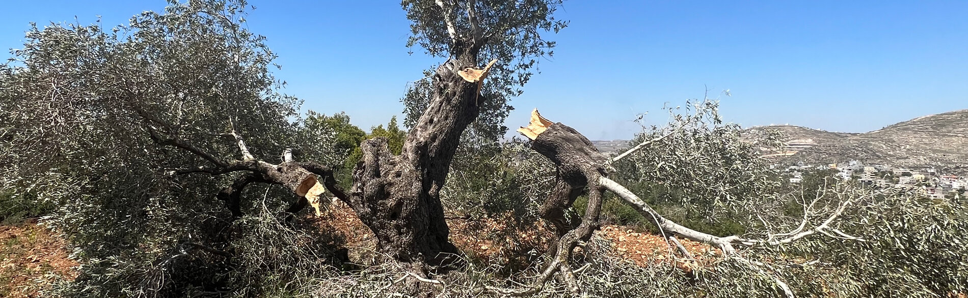 An olive tree vandalized by Israeli settlers in the Palestinian village of Qaryut, Nablus, April 2023. Photo by OCHA