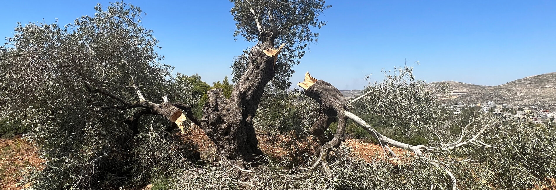 An olive tree vandalized by Israeli settlers in the Palestinian village of Qaryut, Nablus, April 2023. Photo by OCHA