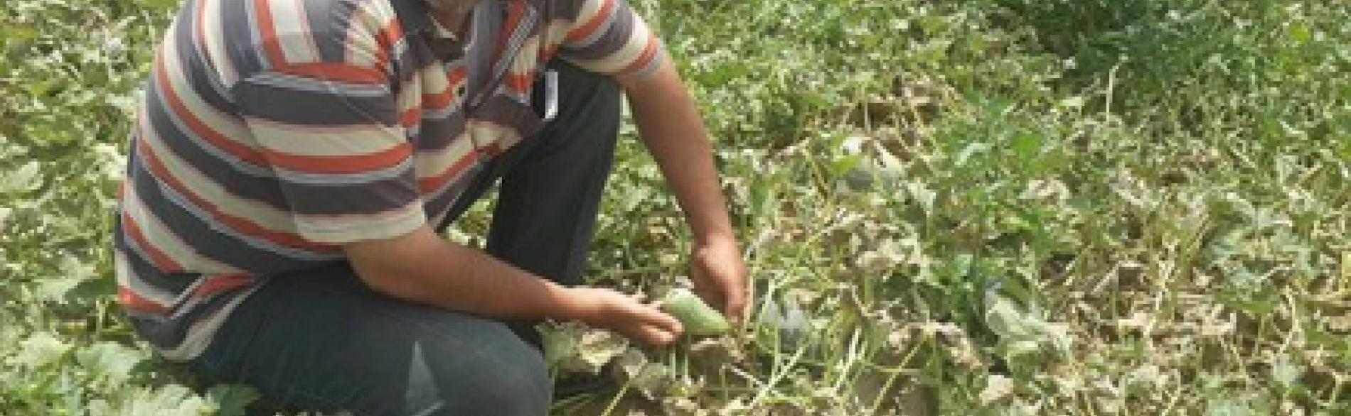 طارق العمور يظهر منتوجاته الزراعية المتدنية الجودة. آب/أغسطس. صورة التقتت من قبل قطاع الأمن الغذائي.