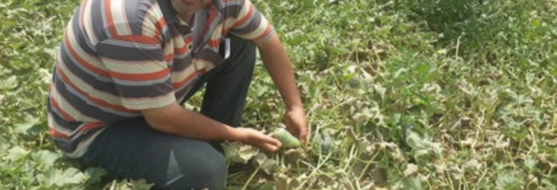 Tareq al-Omour showing the low quality of his produce, August 2017. © Photo by FSS.