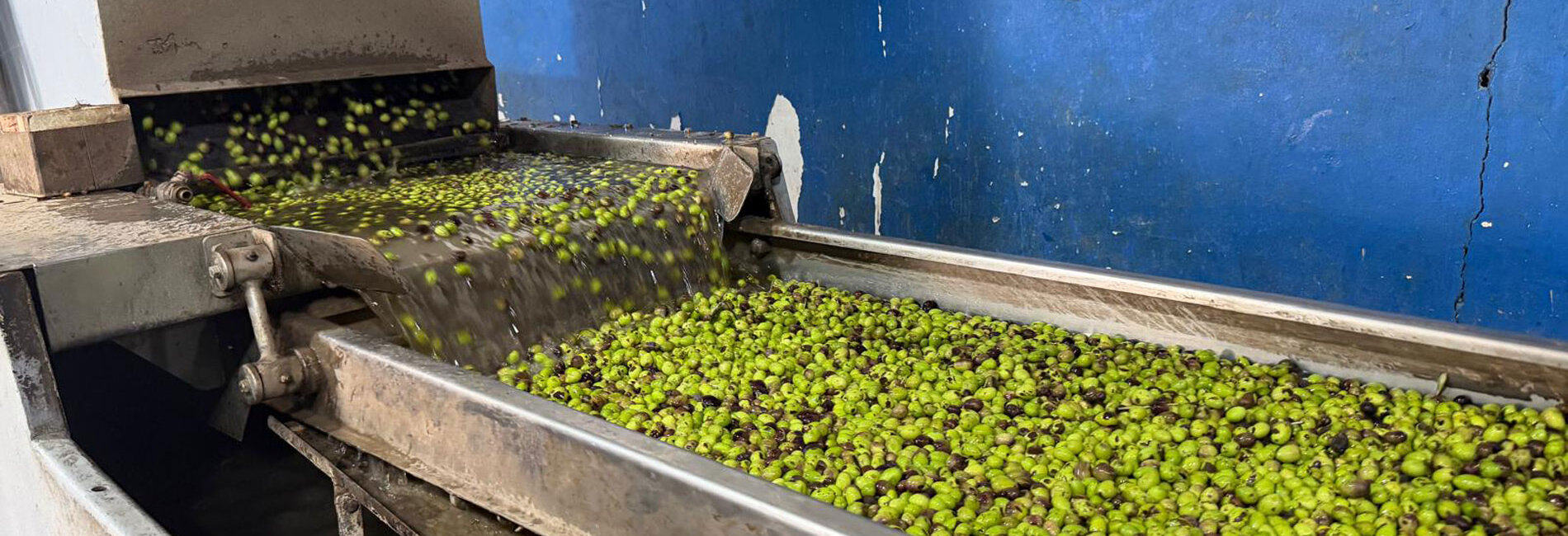 Fresh olives undergo washing at an olive mill in the Arraba village, Jenin governorate, before being processed for oil extraction, 22 October 2026. Photo by OCHA 