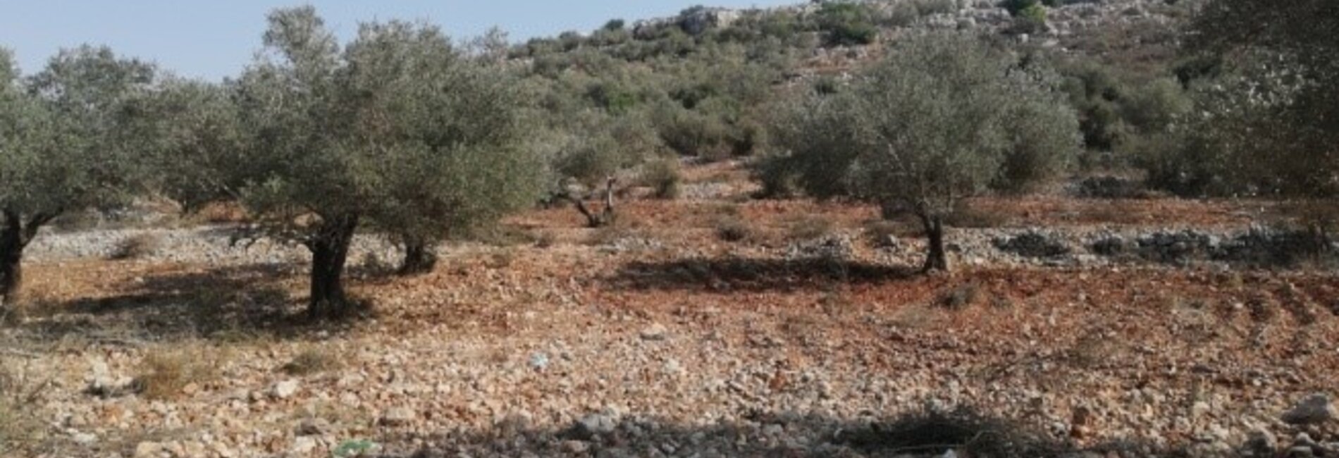 Mustafa’s land After the rehabilitation