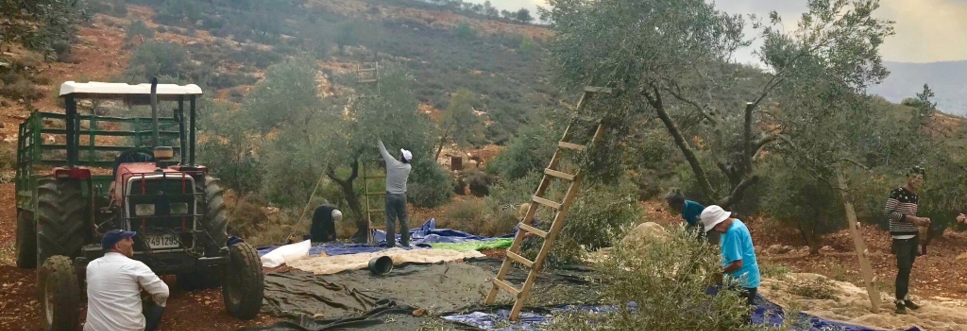 Palestinian farmers picking ollives in land near Alon Moreh settlement requiring access coordination, Azmut village, October 31, 2017. © Photo by OCHA